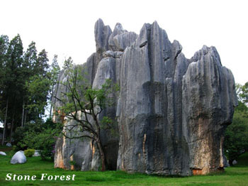 stone_forest